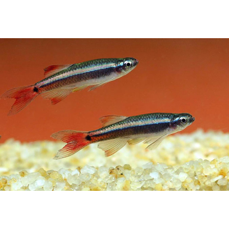 Kardynałek chiński